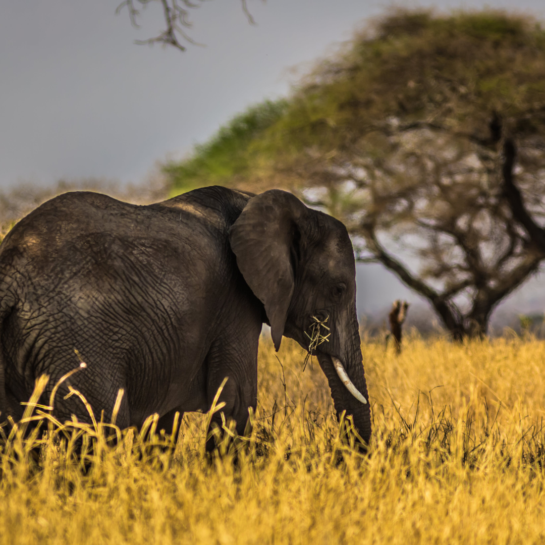 África